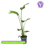 Strelitzia Nicolai (Бяла райска птица), 140-150 см, голямо екзотично растение с гигантски тропически декоративни листа за интериор