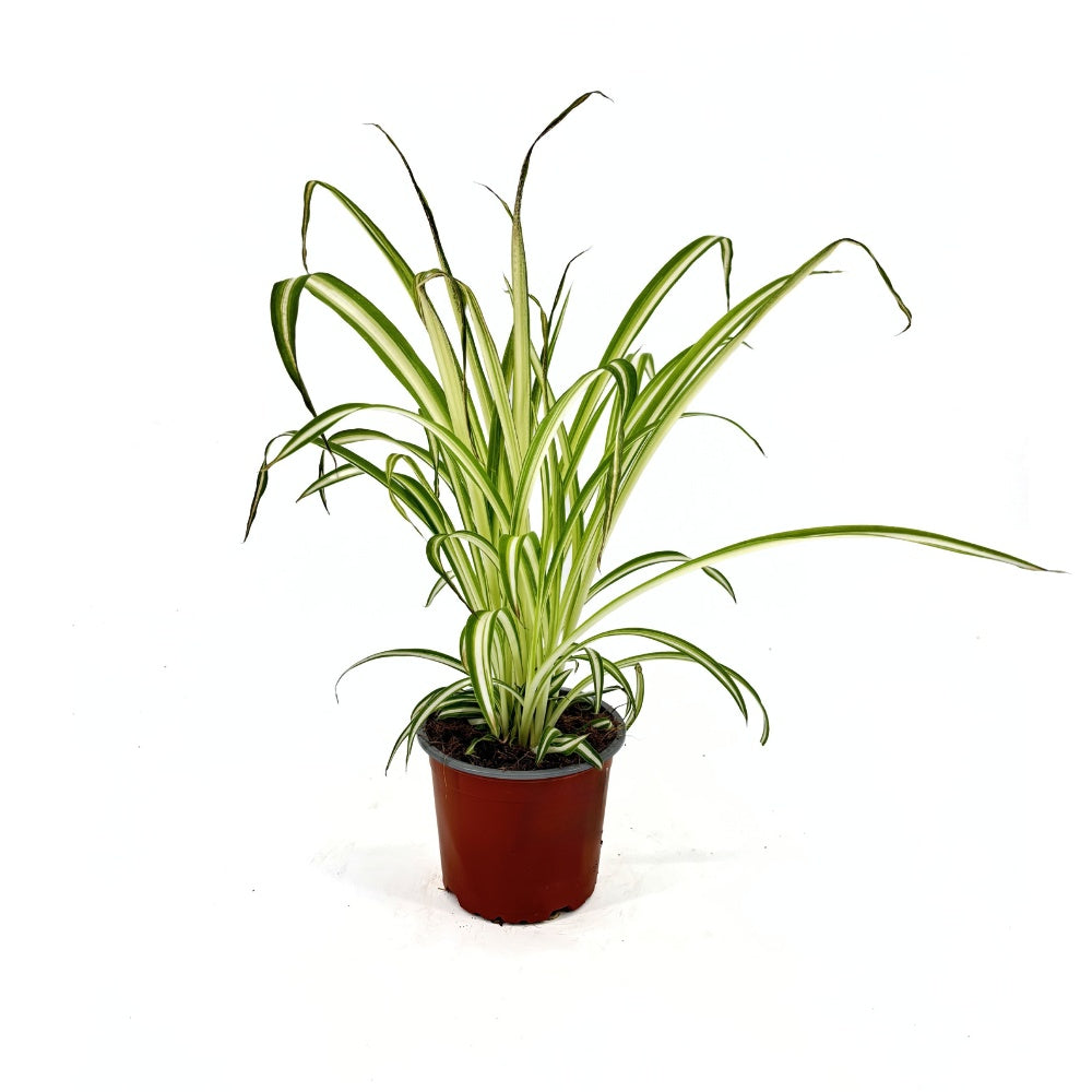 Паяжинно растение (Chlorophytum comosum) Variegatum, 40 см – дълги дъговидни листа в зелено и бяло