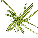 Паяжинно растение (Chlorophytum comosum) Variegatum, 40 см – дълги дъговидни листа в зелено и бяло