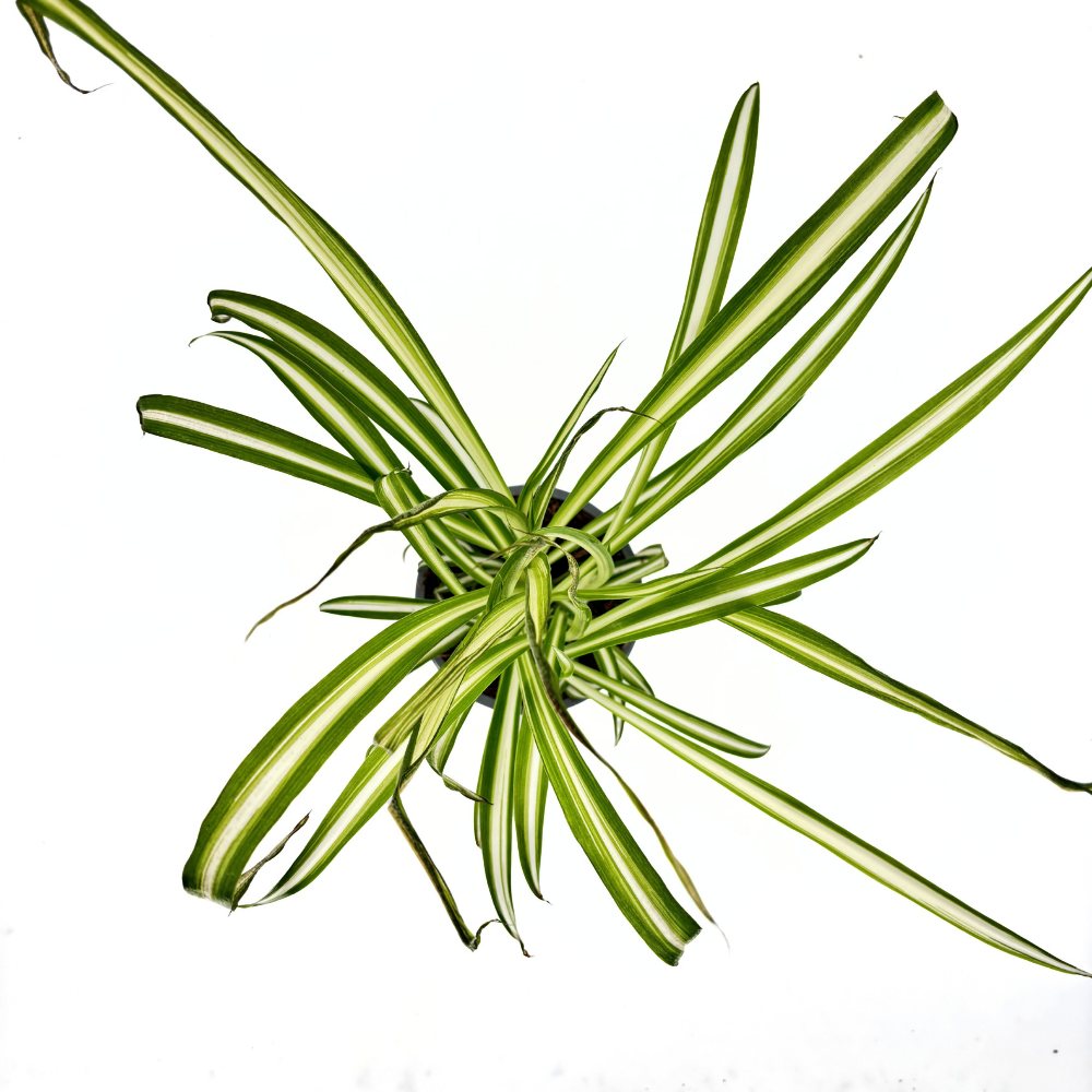 Паяжинно растение (Chlorophytum comosum) Variegatum, 40 см – дълги дъговидни листа в зелено и бяло