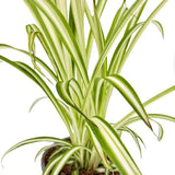 Паяжинно растение (Chlorophytum comosum) Variegatum, 40 см – дълги дъговидни листа в зелено и бяло