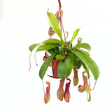 Хищно растение (Nepenthes) Alata Monkey Jars, 20 см
