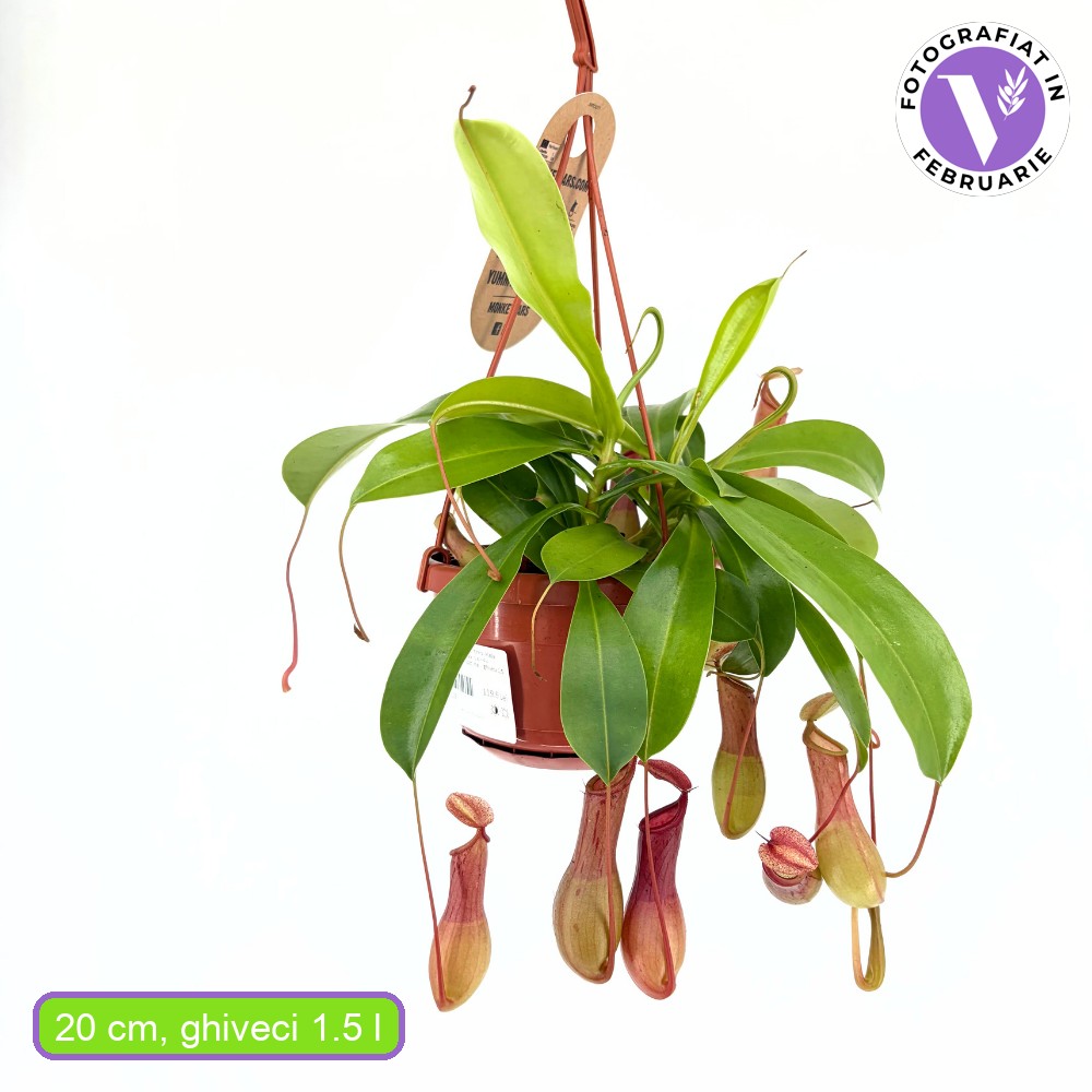 Хищно растение (Nepenthes) Alata Monkey Jars, 20 см