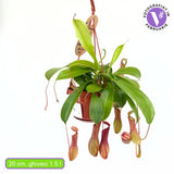 Хищно растение (Nepenthes) Alata Monkey Jars, 20 см