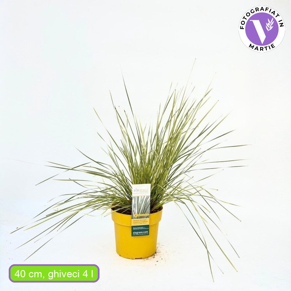 Декоративна трева Lomandra longifolia 'White Sands' – двуцветна вечнозелена многогодишна трева
