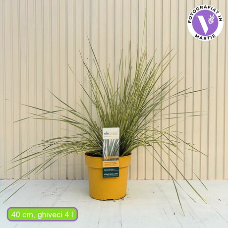 Декоративна трева Lomandra longifolia 'White Sands' – двуцветна вечнозелена многогодишна трева