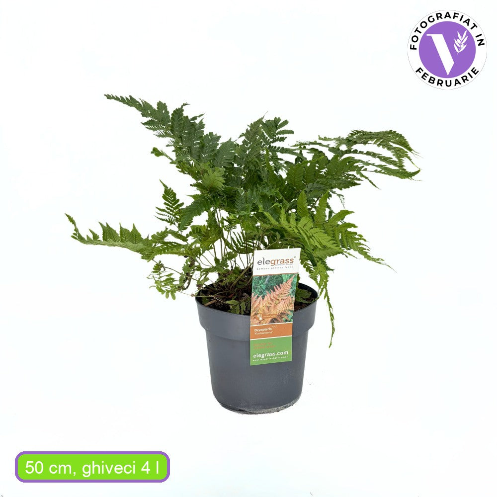 Червена есенна папрат (Dryopteris erythrosora Koidzumiana), медно-зелени листа, многогодишно сенчесто растение