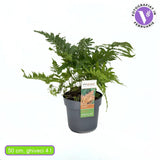 Червена есенна папрат (Dryopteris erythrosora Koidzumiana), медно-зелени листа, многогодишно сенчесто растение