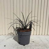 Черна трева (Ophiopogon planiscapus 'Niger') – многогодишно с лъскави черни листа