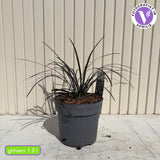 Черна трева (Ophiopogon planiscapus 'Niger') – многогодишно с лъскави черни листа