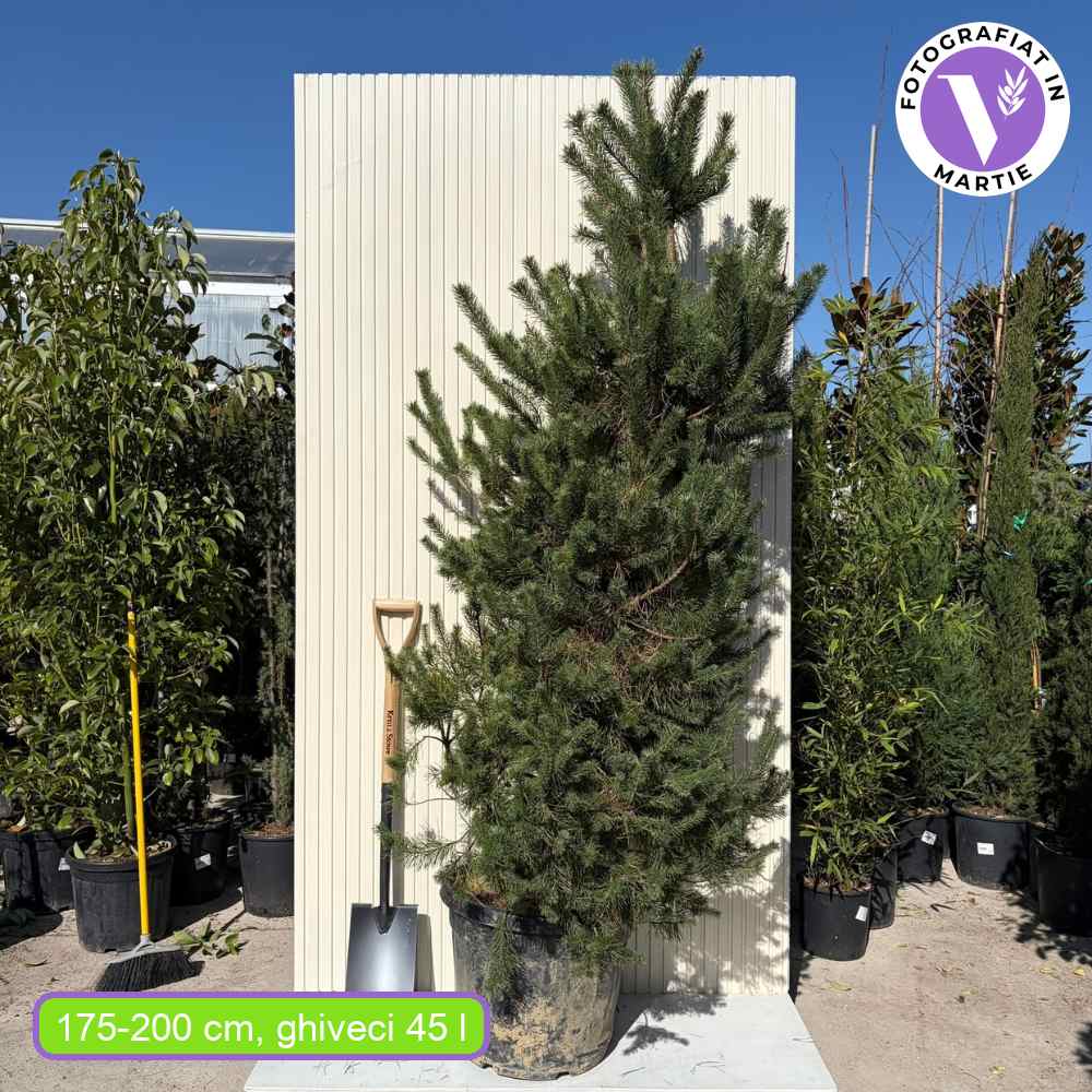 Шотландски бор (Pinus Sylvestris), умерен растеж, висока студоустойчивост