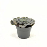 Сукулент (Echeveria) Pollux – сребриста розетка, 10–15 см