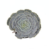Сукулент (Echeveria) Pollux – сребриста розетка, 10–15 см