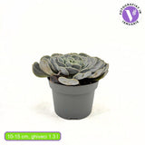 Сукулент (Echeveria) Pollux – сребриста розетка, 10–15 см