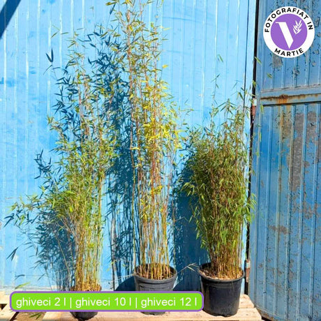 Градински червен бамбук (Fargesia Rufa) Red Dragon, червеникави стъбла, неинвазивен, студоустойчив, гъст жив плет