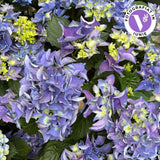 Хортензия синя – Hydrangea macrophylla с впечатляващи сини цветове