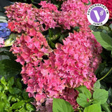 Хортензия Hydrangea macrophylla 'Pink' – с впечатляващи розови цветове