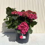 Хортензия с ярко червени цветове – Hydrangea macrophylla