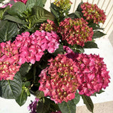 Хортензия с ярко червени цветове – Hydrangea macrophylla