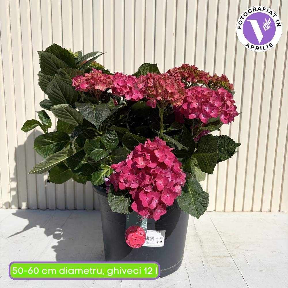 Хортензия с ярко червени цветове – Hydrangea macrophylla