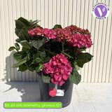 Хортензия с ярко червени цветове – Hydrangea macrophylla