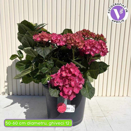 Хортензия с ярко червени цветове – Hydrangea macrophylla