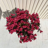 Азалия Японска (Rhododendron) 'Maruschka' – рубиненочервени цветове, вечнозелен храст