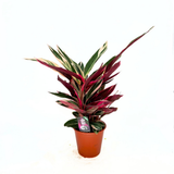 Молитвено растение Calathea Tricolor Triostar (Stromanthe sanguinea Triostar), 50-60 см, тропическо стайно растение с розови, зелени и бели листа