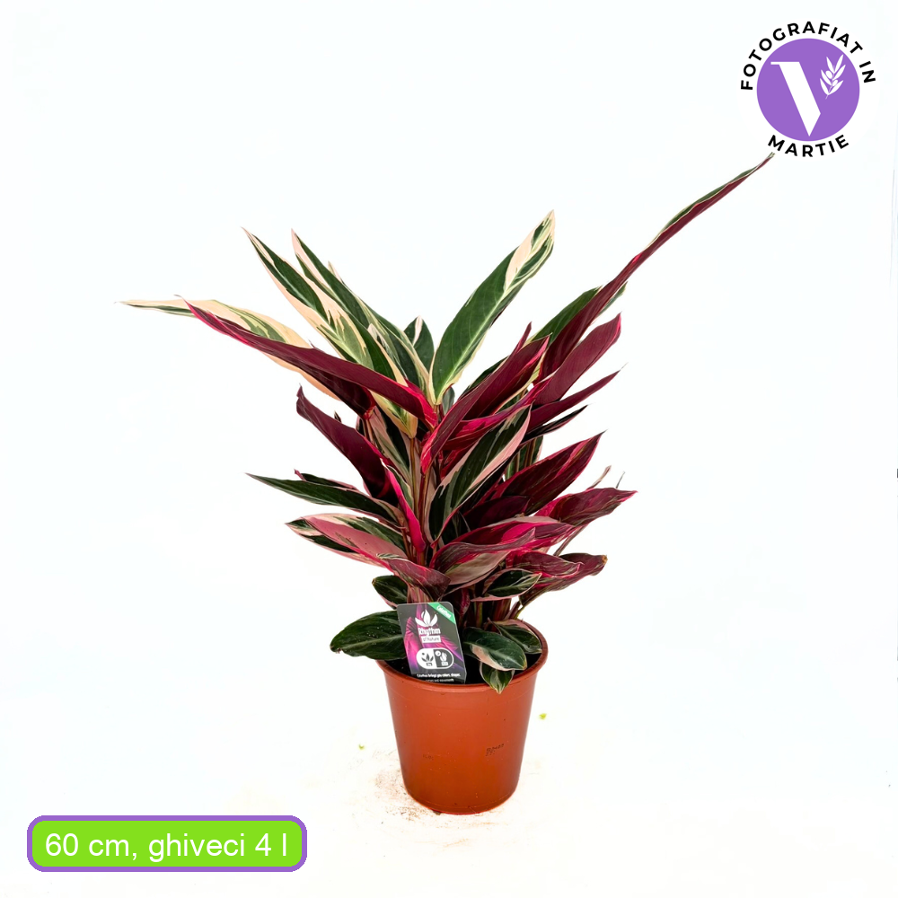 Молитвено растение Calathea Tricolor Triostar (Stromanthe sanguinea Triostar), 50-60 см, тропическо стайно растение с розови, зелени и бели листа