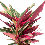 Молитвено растение Calathea Tricolor Triostar (Stromanthe sanguinea Triostar), 50-60 см, тропическо стайно растение с розови, зелени и бели листа