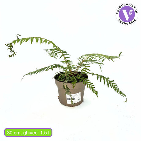 Дървовидна папрат (Dicksonia Antartica), праисторическа реликва, вечнозелена