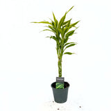 Дракена Lemon Lime – 3 сплетени стъбла, 50 см, Lucky Bamboo