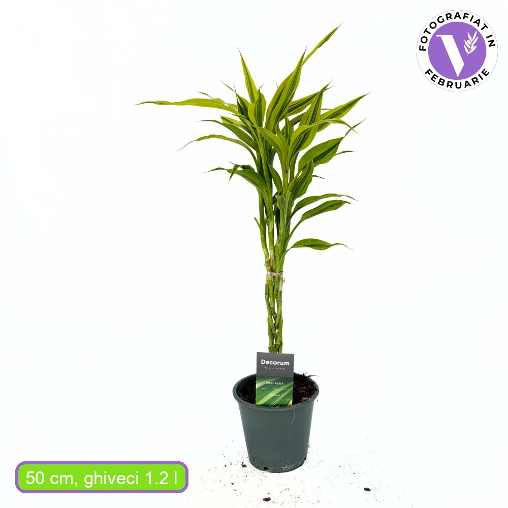 Дракена Lemon Lime – 3 сплетени стъбла, 50 см, Lucky Bamboo