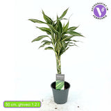 Драцена 'Cintho' – 3 сплетени стъбла, 50 см | Lucky Bamboo