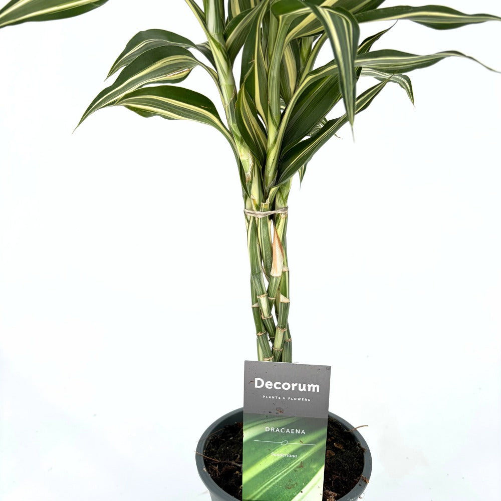 Драцена 'Cintho' – 3 сплетени стъбла, 50 см | Lucky Bamboo