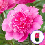 Божур 'Bouquet Perfect' – едроцветен многогодишник с розови цветове
