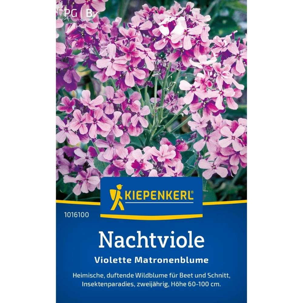 Seminte de violete de noapte – Matronenblume violet, parfumate, ajunge pentru 50 Plante