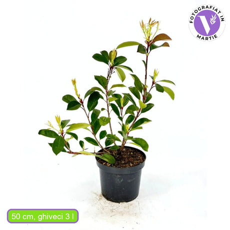 Фотиния Red Robin, вечнозелен червен жив плет, устойчив на студ и суша