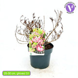 Вайгела 'Picobella Rosa' – компактен храст с обилен розов цъфтеж