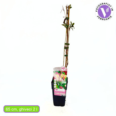 Орлови нокти (Lonicera) Goldflame, катерливо растение с ароматни розово-жълти цветове, бърз растеж