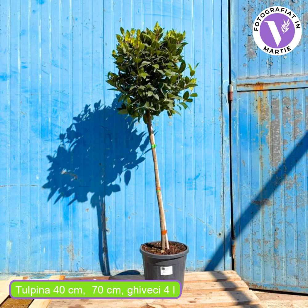 Лаврово дърво (дафинов лист), ядливо, декоративно