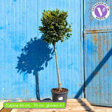 Дафинов лавър Laurus nobilis – дърво с кълбовидна корона и ароматни листа