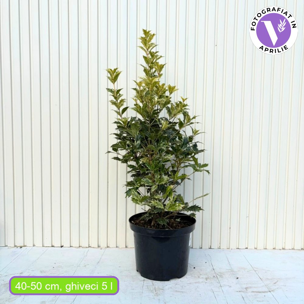 Османтус Osmanthus heterophyllus 'Tricolor Goshiki' – вечнозелен храст с триколорна листна украса
