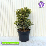 Османтус Osmanthus heterophyllus 'Tricolor Goshiki' – вечнозелен храст с триколорна листна украса
