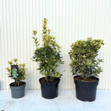 Османтус Osmanthus heterophyllus 'Tricolor Goshiki' – вечнозелен храст с триколорна листна украса