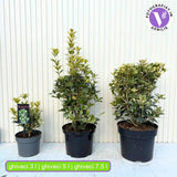 Османтус Osmanthus heterophyllus 'Tricolor Goshiki' – вечнозелен храст с триколорна листна украса