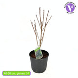 Димно дърво, червена скумрия (Cotinus) Royal Purple, с червено-пурпурни листа, бърз растеж, за жив плет или солитерно растение