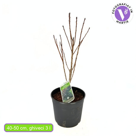 Димно дърво, червена скумрия (Cotinus) Royal Purple, с червено-пурпурни листа, бърз растеж, за жив плет или солитерно растение