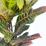 Кротон Codiaeum variegatum 'Excellent' – декоративно стайно растение с многоцветни листа, 55 см