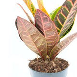 Кротон Codiaeum Variegatum 'Petra' – екзотична стайна красавица с многоцветни листа